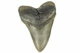 Fossil Megalodon Tooth - North Carolina #165421-2
